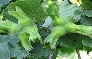 AB ülkelerine 13 bin 461 ton fındık gönderildi