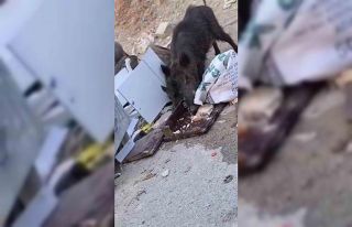 Aç kalan domuz sürüsü çöpte yiyecek aradı