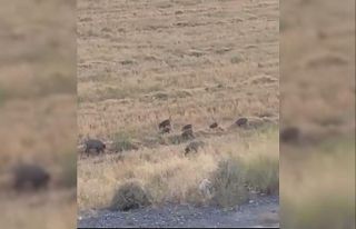 Aç kalan domuz sürüsü şehre indi