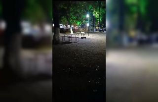 Aç kalan domuzlar, piknik alanında görüntülendi