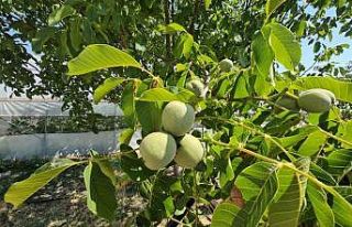Adilcevaz’da ceviz rekoltesinde rekor beklenti