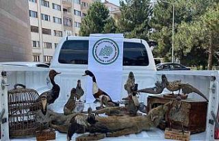 Afyonkarahisar’da 14 tahnit hayvan ve 2 kafes ele...