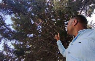 Ağaç gölgesinde ürküten manzara, fareyi yutmaya...