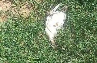 Ağrı’da başıboş köpekler dehşet saçtı:...