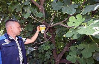 Akdeniz Meyve Sineği mücadelesi başladı