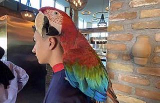 Aksaray’da restorana papağan operasyonu