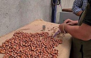 Alaplı’da fındık hasat tarihleri belli oldu