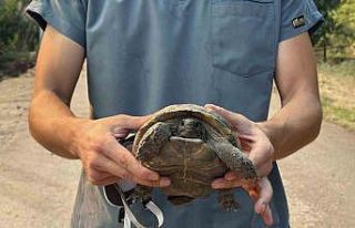 Alevlerden canını zor kurtaran kaplumbağaya yardım...