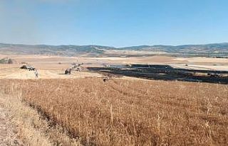 Alevlere teslim olan tarlalardaki ekinler küle döndü