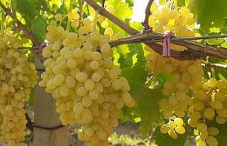 Altın sarısı Sultaniye üzümün yolculuğu başladı