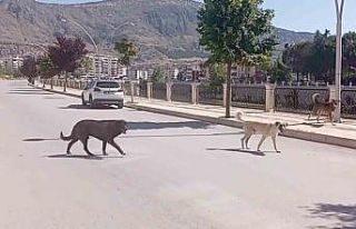 Amasya sokaklarında halkı korkutan ’köpek çetesi’