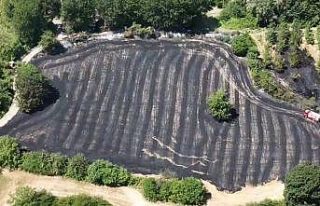 Anız yangını büyümeden söndürüldü