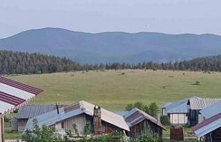 Ankara’da yılkı atları kameralara yakalandı