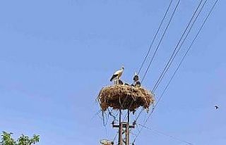 Anne şevkatiyle yaralı leyleğe sahip çıktı