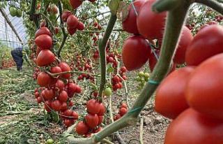 Antalya hallerinde haziran ayında domates yıllık...