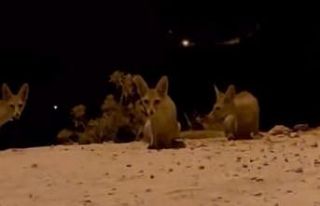 Antalya’da aç kalan tilki yavrularını kraker...