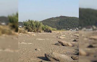 Antalya’da caretta caretta yuvaları zarar gördü
