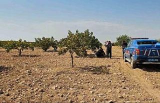 Antep fıstığı hasadı yaparken fenalaşan işçi...