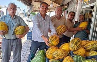 Araban Ovası’nda kavun hasadı başladı