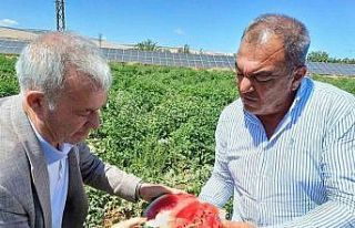 Araban’da karpuz hasadı başladı