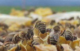 Ardahan Arı Yetiştiricileri Birliği Başkanı Evliyaoğlu:...