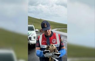 Ardahan’da yaralı kızıl şahin korumaya alındı