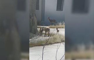 Artvin’de yaban hayatı cep telefonu kamerasına...