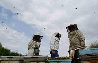 Aşırı sıcaklara karşı arıları koruyun