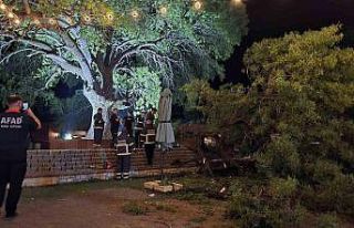 Asırlık çınar ağacının kopan dalı 4 kişiyi...