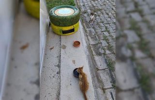 Atıklardan kedilere sıcak yuva