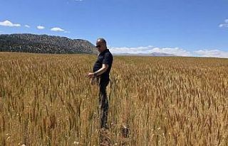 Atıl araziler üretime kazandırıldı buğday üretimi...