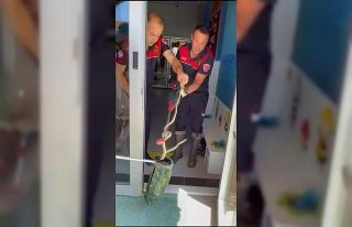 Ayakkabılıktan çıkan yılan paniğe neden oldu