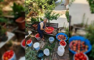 Aydın’da salça yapım telaşı başladı