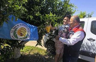 Aydın’da üreticilere 12 bin Akdeniz meyve sineği...