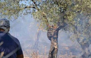 Ayvalık’ta yerleşim sitesinin yanında zeytinlik...