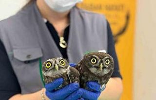 Bacadan kurtarılan baykuşlar Ormanya’ya teslim...