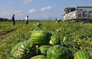 Bafra Ovası’nda karpuz hasadı başladı