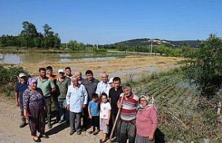 Bafra’da su kanalı taştı, mahsuller sular altında:...