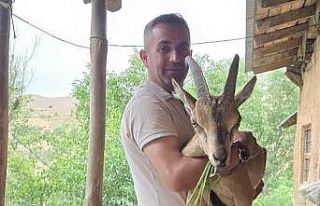 Bahçesaray’da bitkin dağ keçisine şefkat eli