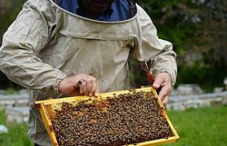 Bal verimi yüzde 40 düştü