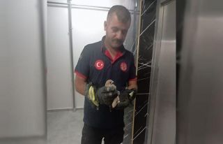 Balkon korkuluğuna sıkışan atmaca itfaiye ekiplerince...