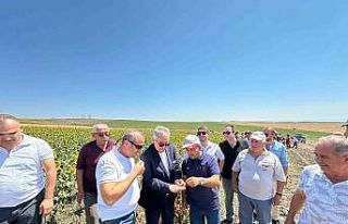 Bandırma’da nohut hasadı şenliği