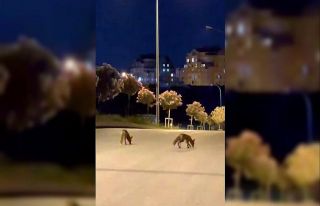 Başakşehir’de tilki sürüsü şehir merkezine...