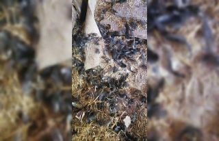 Başıboş köpekler, girdikleri kümeste 22 tavuğu...