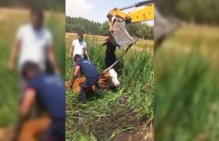 Bataklığa saplanan iki büyükbaş hayvanı itfaiye...