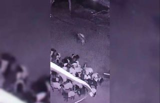 Batman’da ahıra giren kurt sürüye saldırdı:...