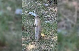 Bayburt’ta daha önce bisküvi yerken görüntülenen...