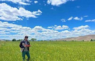 Bayburt’ta yem bitkileri ekim alanı tespit çalışmaları...