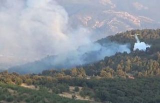 Bayramiç’te orman yangını