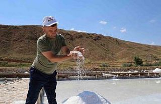 Beyaz altın hasadı başladı